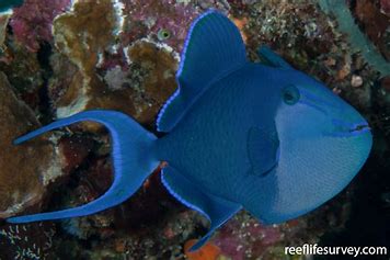 Niger Triggerfish