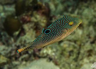 Blue Spotted Puffer