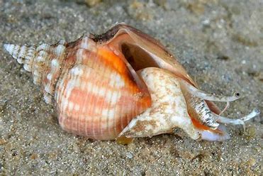 Fighting Conch