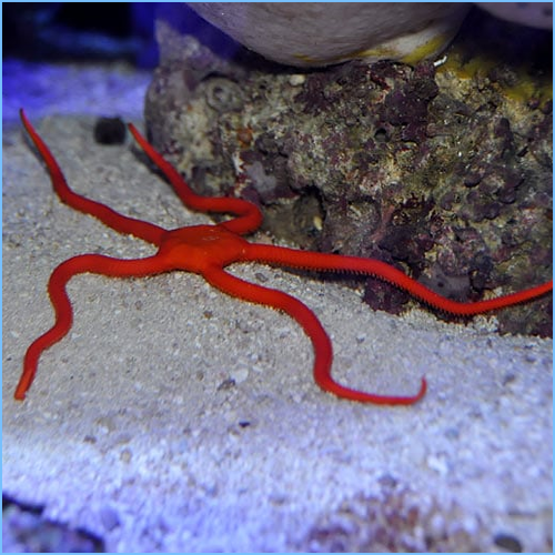 Red Serpent Seastar