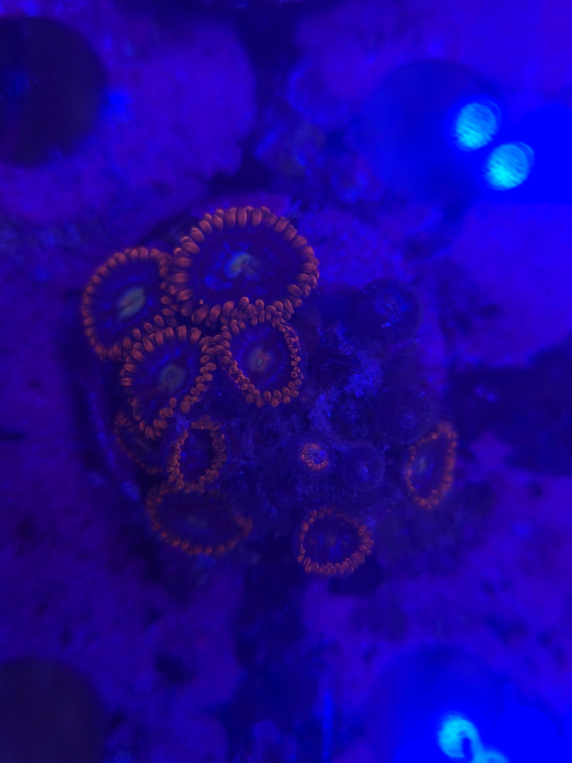 Alpha and Omega Zoanthid Frag WYSIWYG!