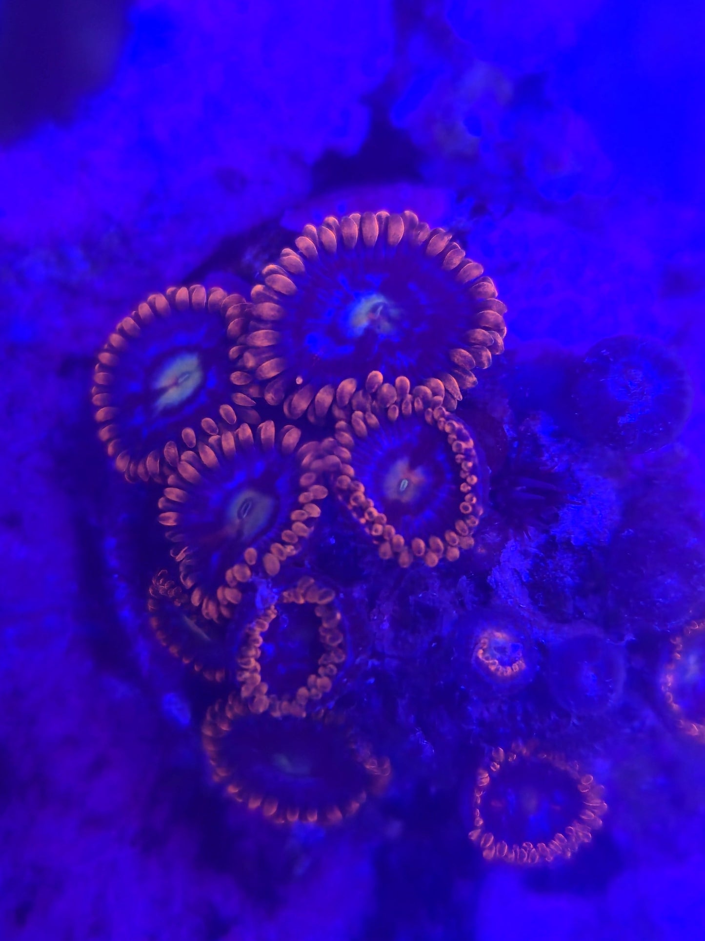 Alpha and Omega Zoanthid Frag WYSIWYG!