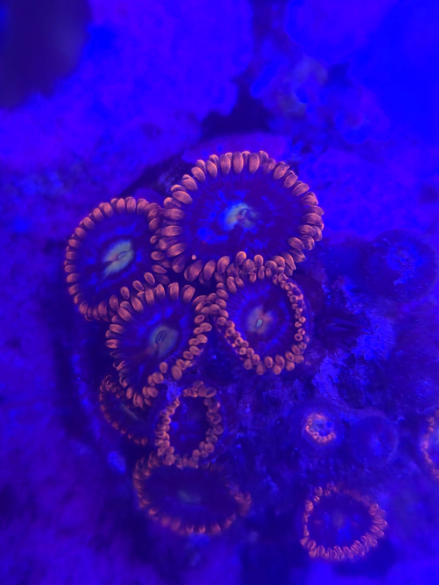 Alpha and Omega Zoanthid Frag WYSIWYG!