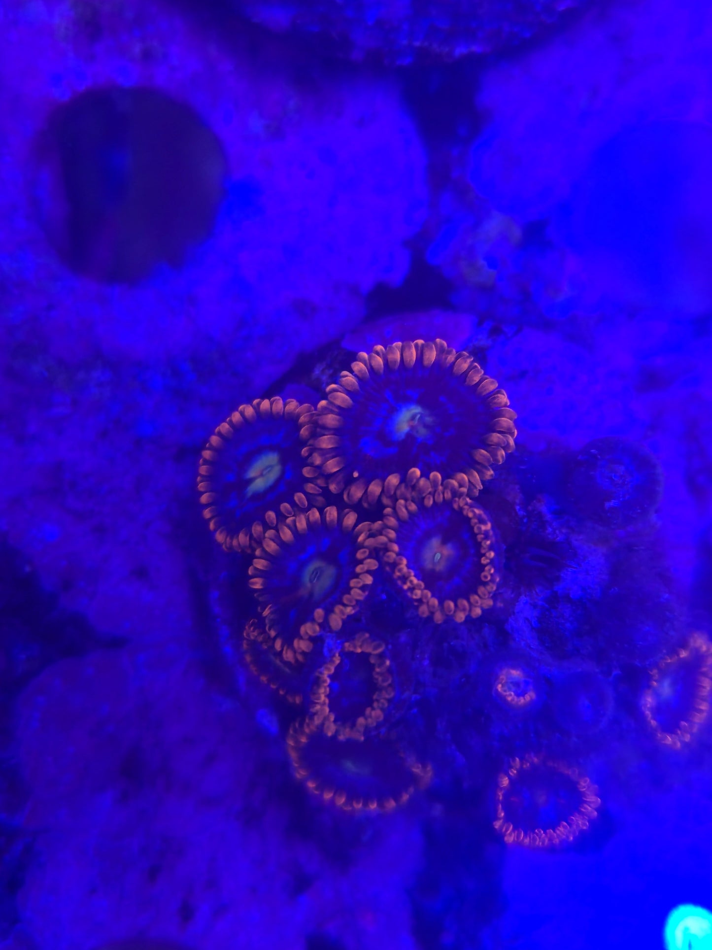 Alpha and Omega Zoanthid Frag WYSIWYG!