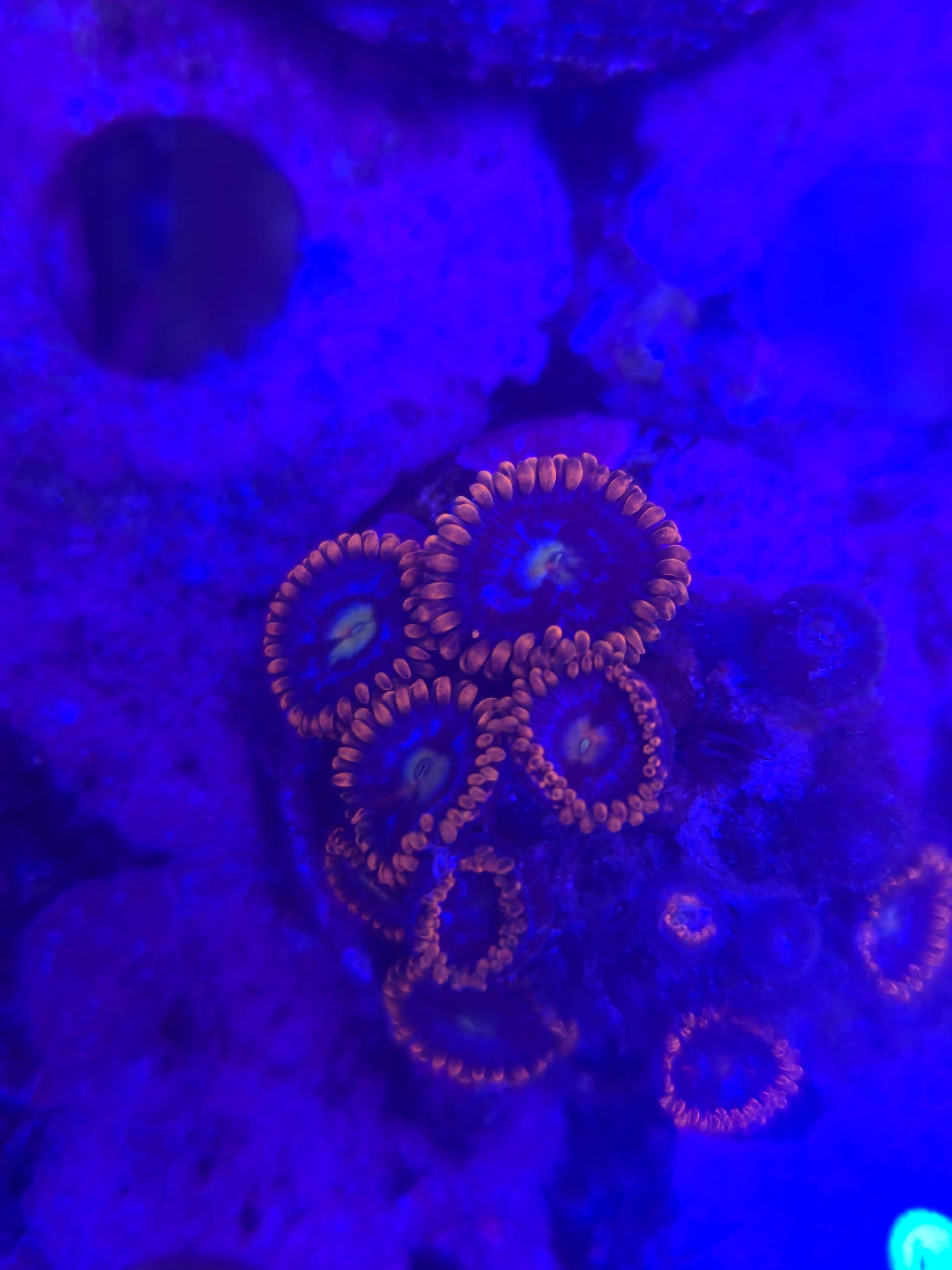 Alpha and Omega Zoanthid Frag WYSIWYG!