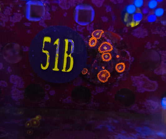 Alpha and Omega Zoanthid Frag WYSIWYG!