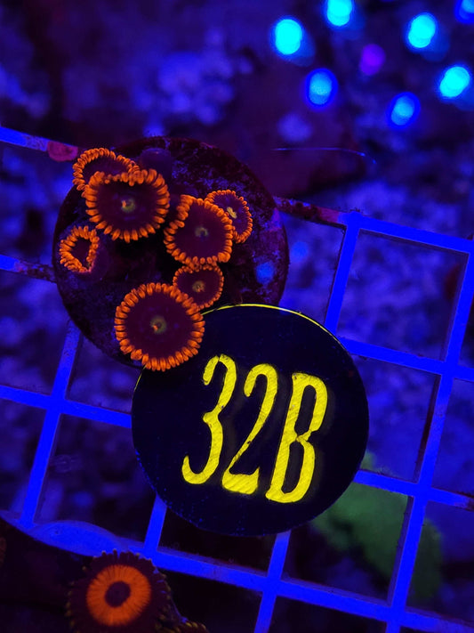 Alpha and Omega Zoanthid Frag, WYSIWYG!