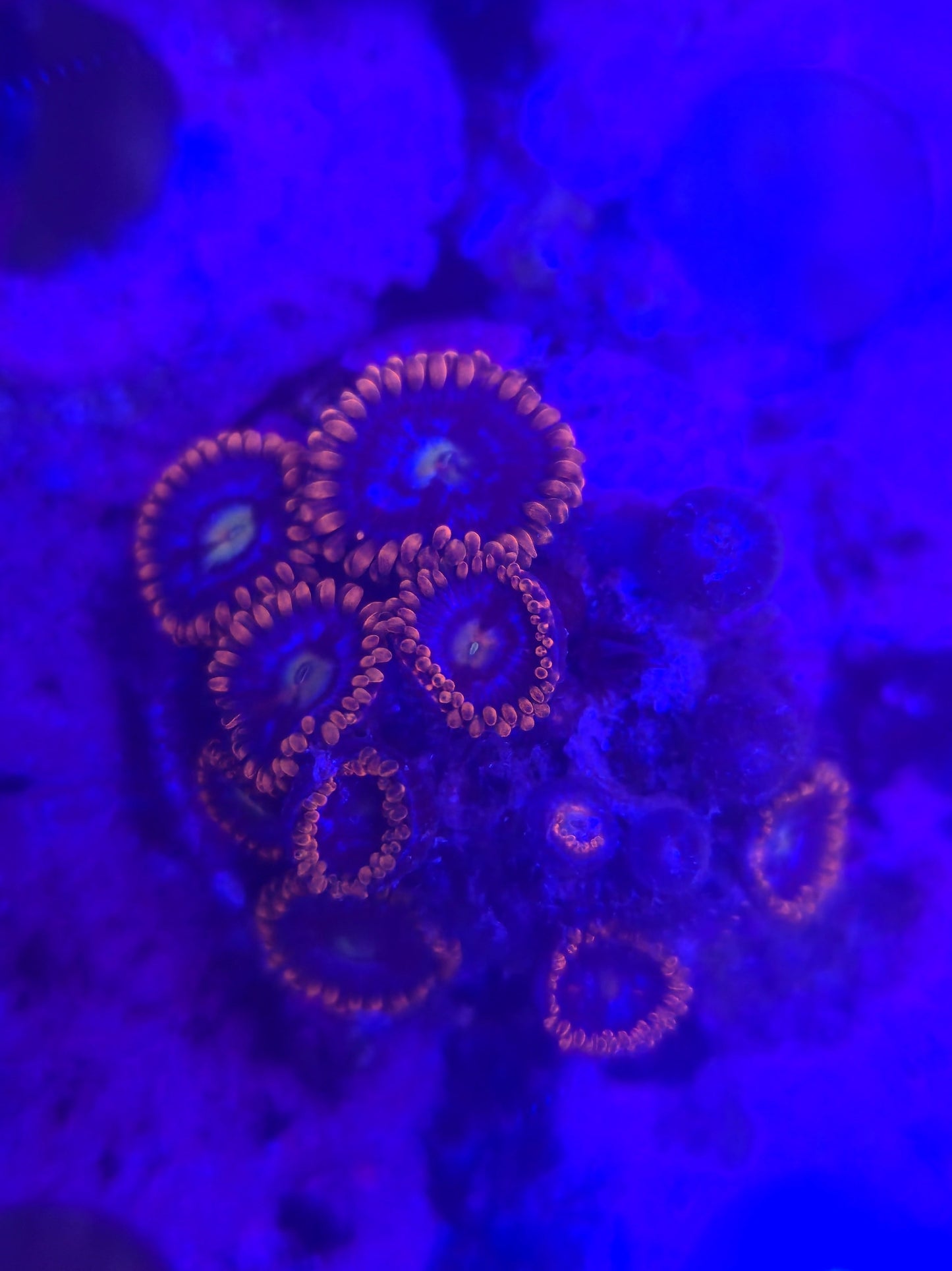 Alpha and Omega Zoanthid Frag WYSIWYG!