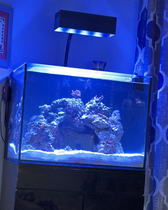 AquaIllumination Hydra 64 HD LED Reef Light Shade - light shade