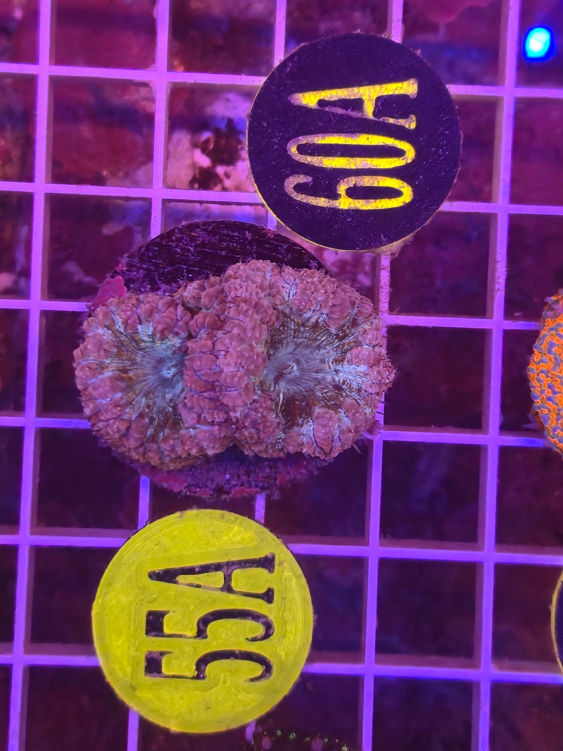 Aquaman Blasto Frag WYSIWYG!