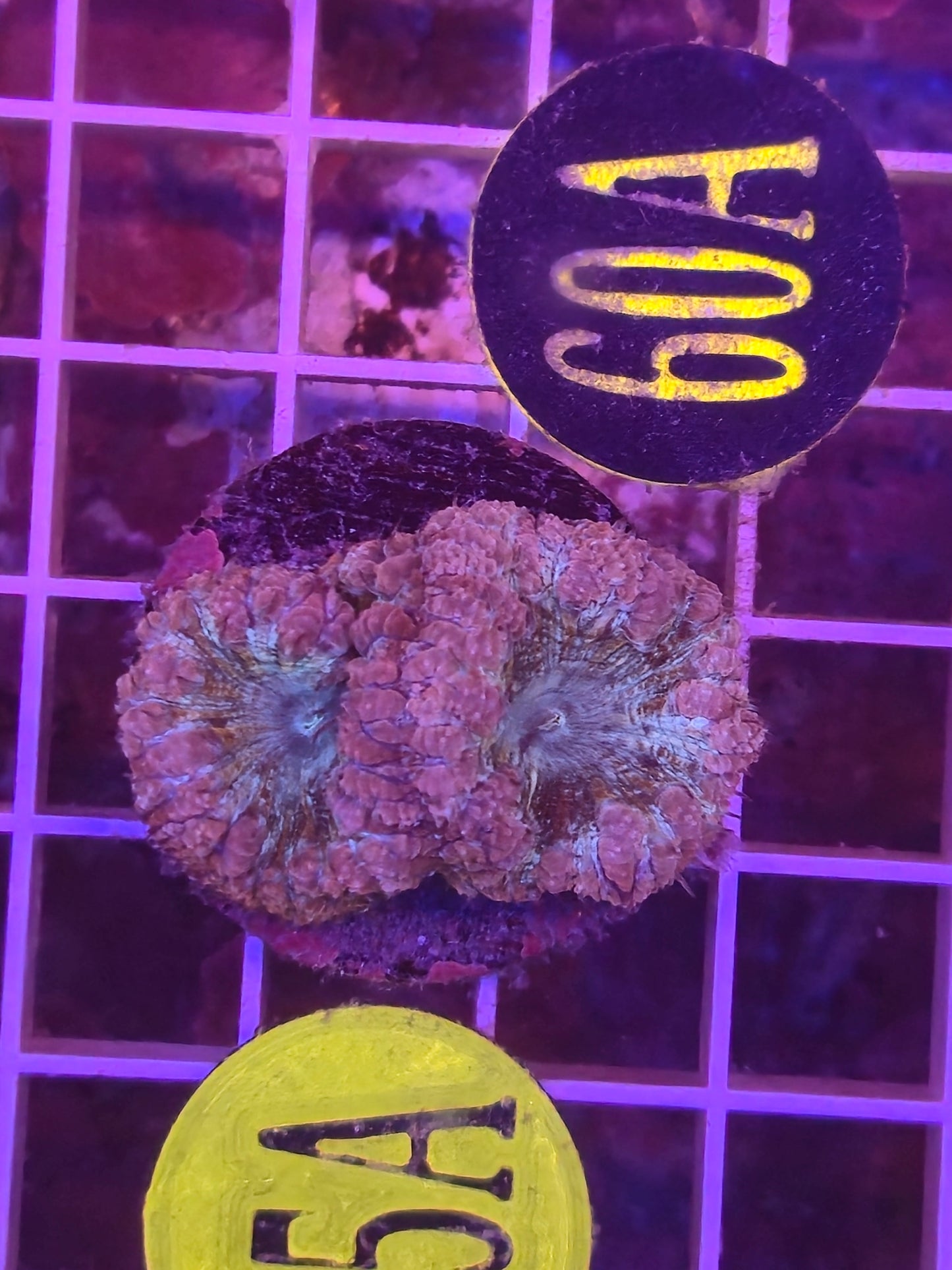 Aquaman Blasto Frag WYSIWYG!