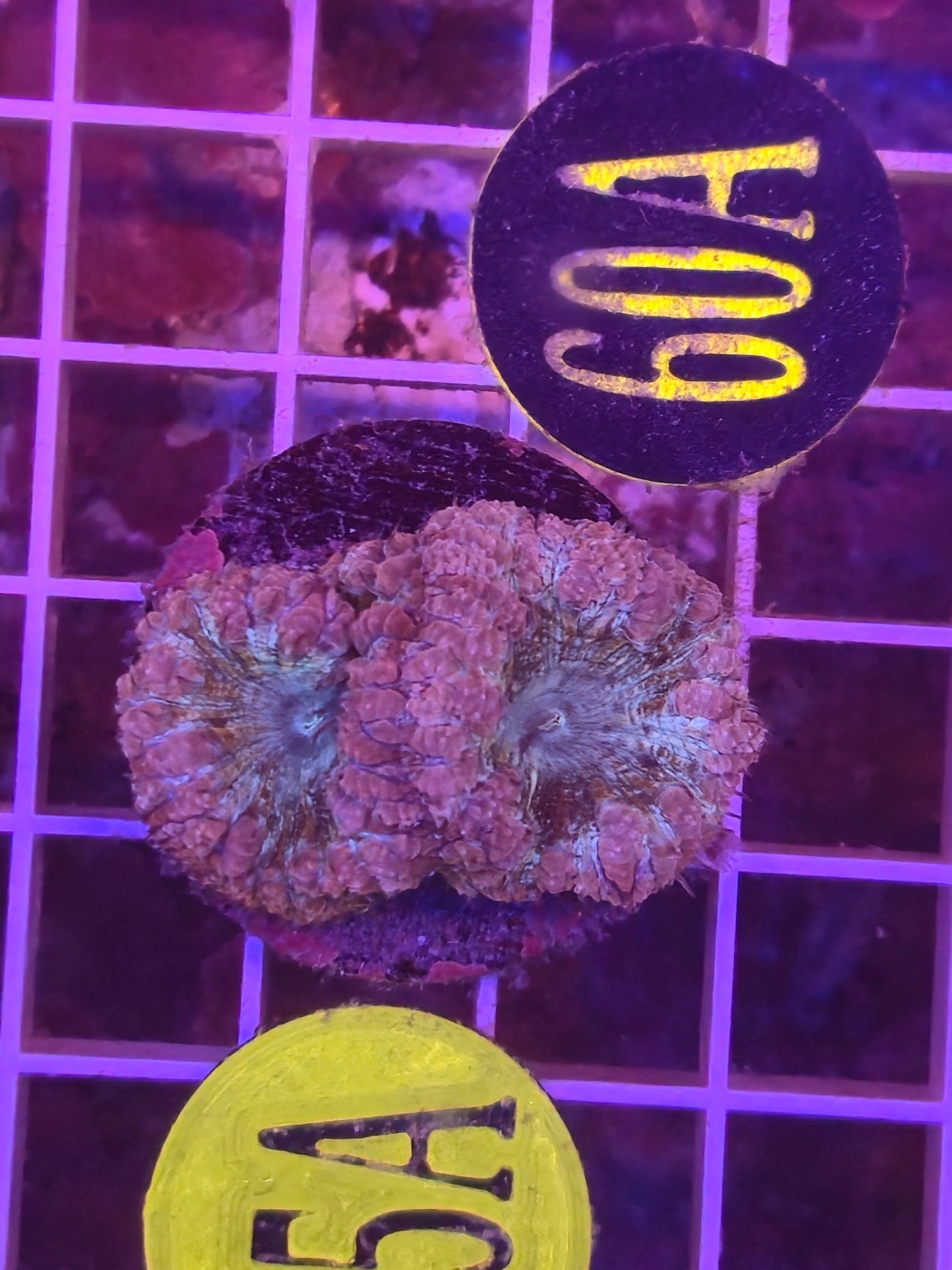 Aquaman Blasto Frag WYSIWYG!