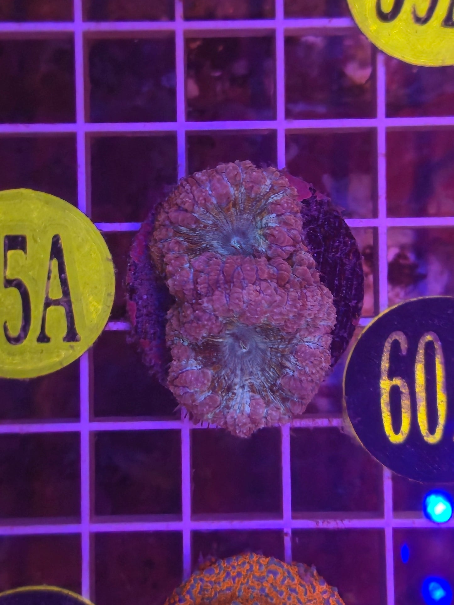 Aquaman Blasto Frag WYSIWYG!