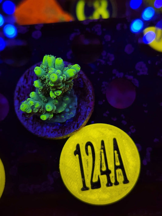 Aussie Highlighter Acro, WYSIWYG!