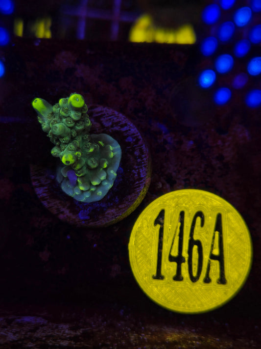 Aussie Highlighter Acropora WYSIWYG!
