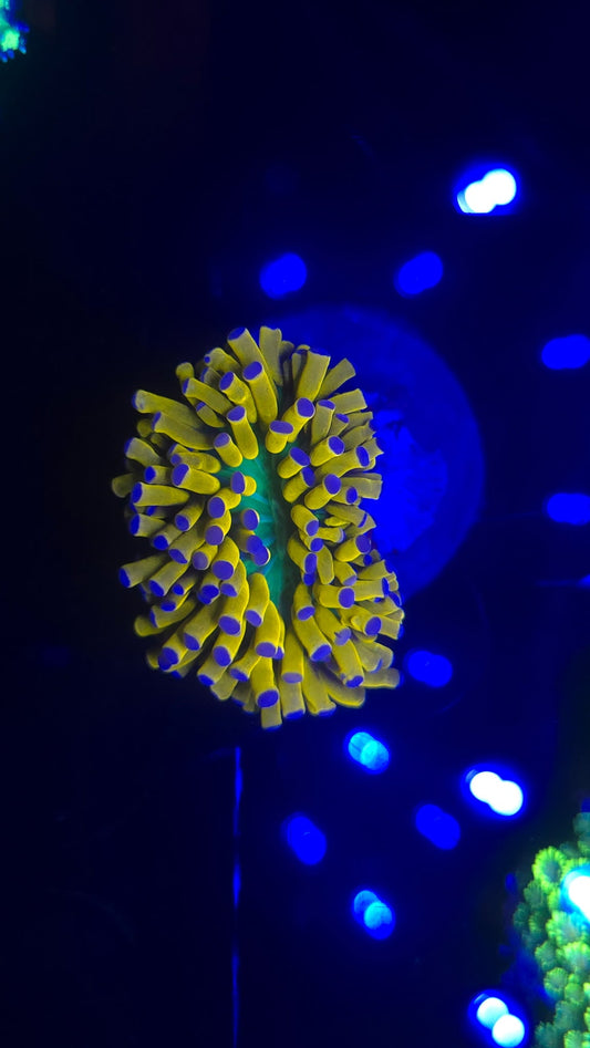 Banana Holy Grail Torch Coral WYSIWYG!