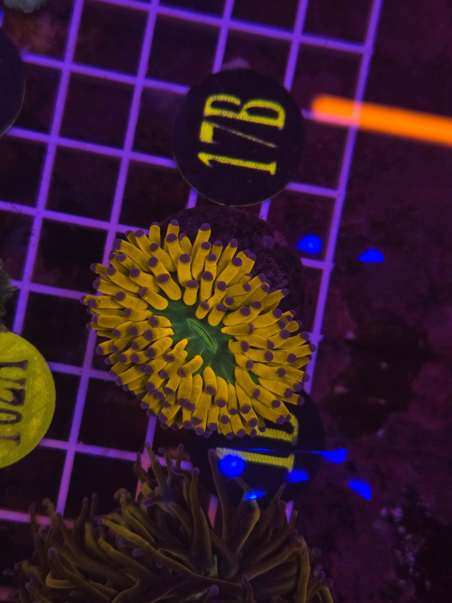 Banana Holy Grail Torch Frag WYSIWYG!