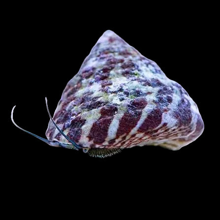 Banded Trochus Snail