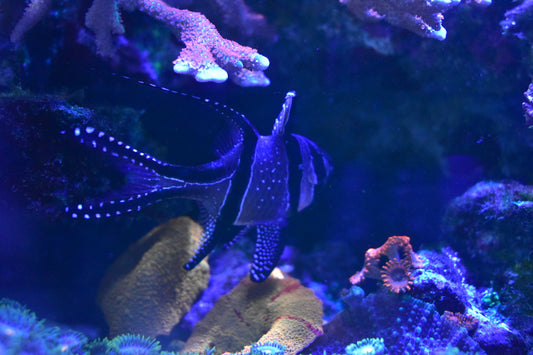 Banggai Cardinalfish