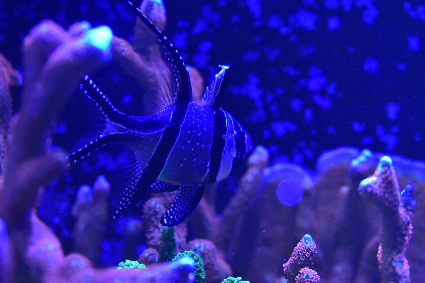 Banggai Cardinalfish