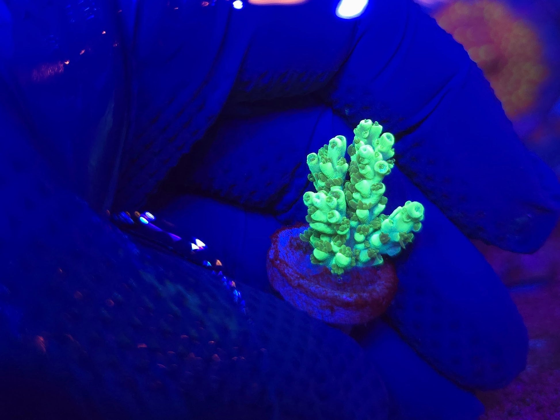 BCR Aussie Highlighter Acropora WYSIWYG
