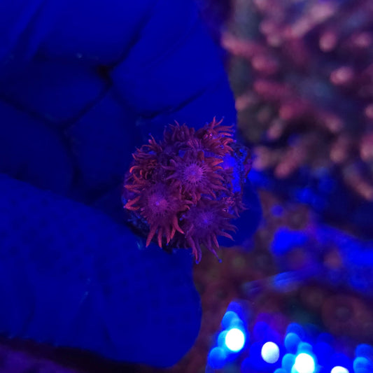 BCR Black Cherry Goni Frag WYSIWYG