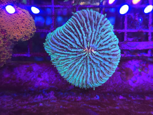 BCR Green Fungia Plate Coral WYSIWYG