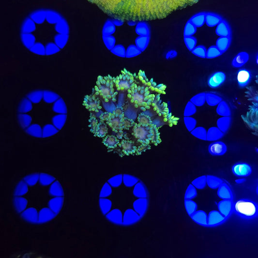 BCR Mellow Yellow Goni Frag WYSIWYG