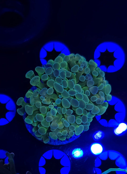 BCR Purple Sunrise Hammer Frag WYSIWYG