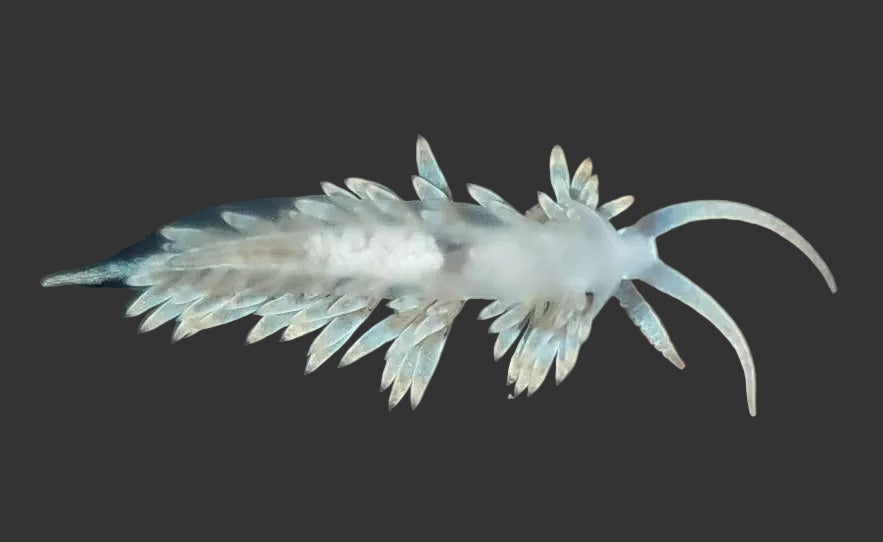 Berghia Nudibranch (Aptasia Eaters)
