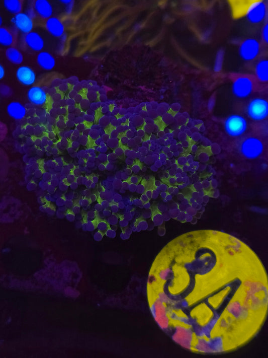 Bi-Color Frogspawn Frag WYSIWYG!