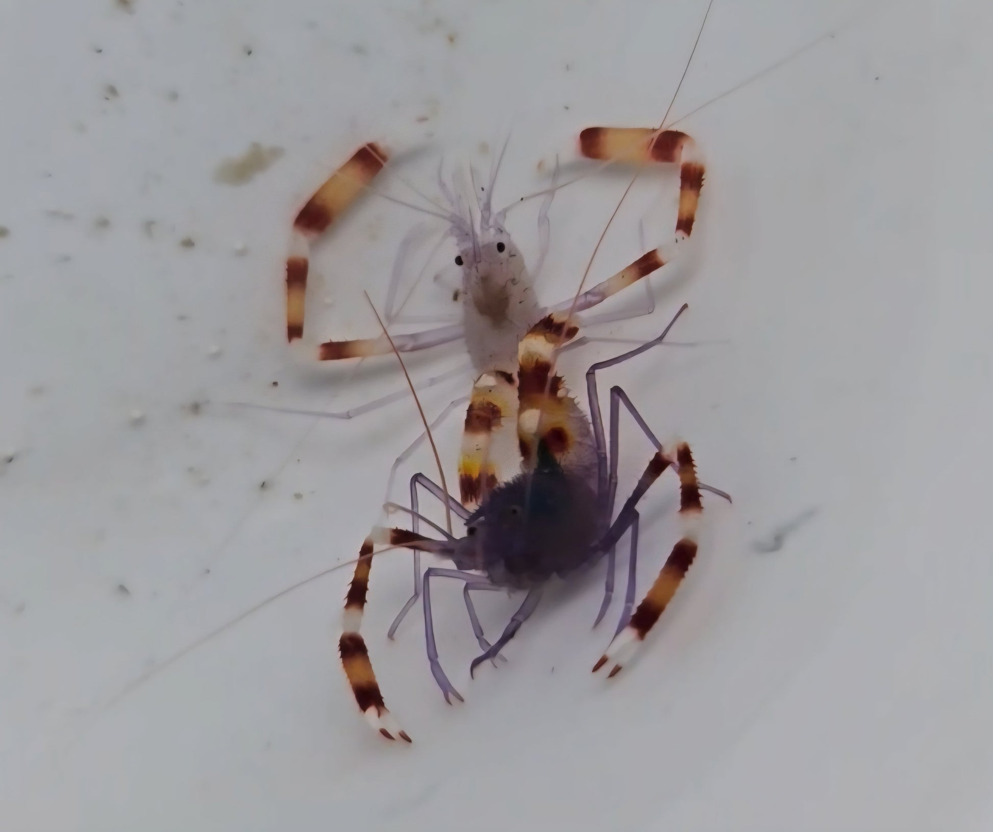 Blue Coral Banded Shrimp