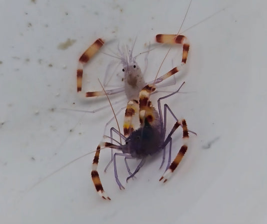 Blue Coral Banded Shrimp