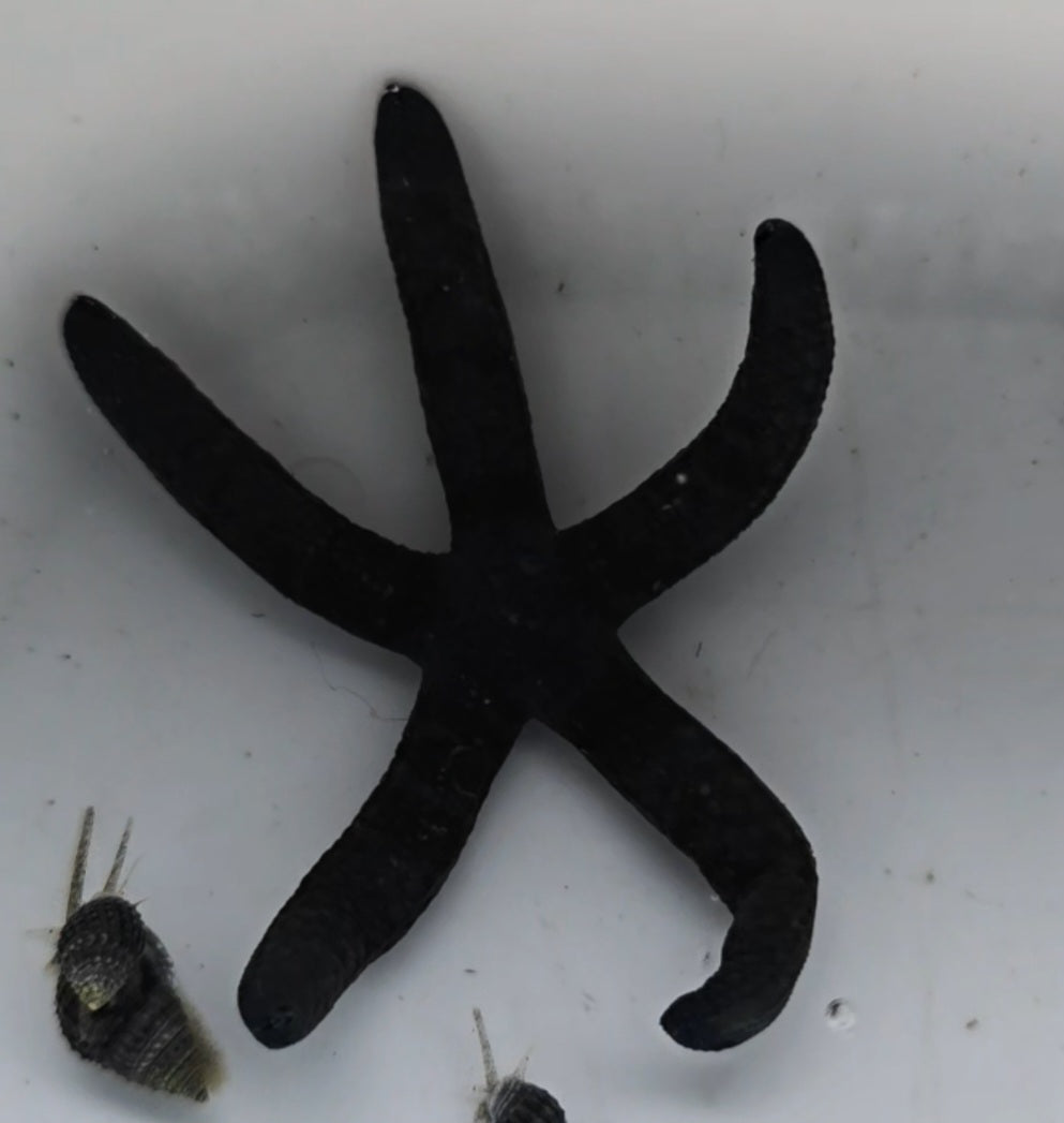 Blue Linkia Starfish