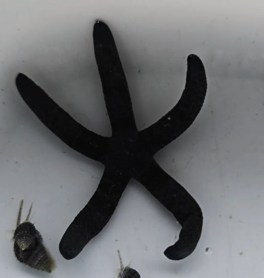 Blue Linkia Starfish