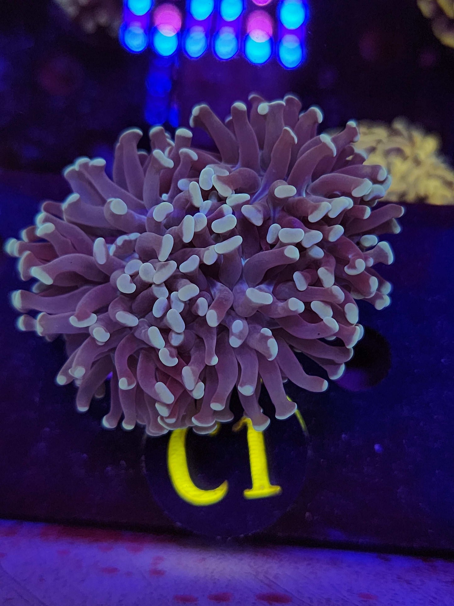 Blue Teal Hammer Coral, WYSIWYG!