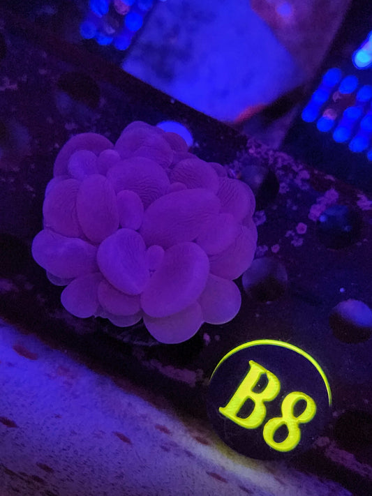 Bubble Coral, WYSIWYG!