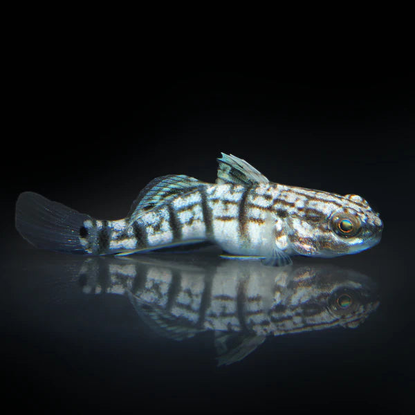 Biota Dragon Goby