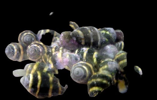 Bumble Bee Snail