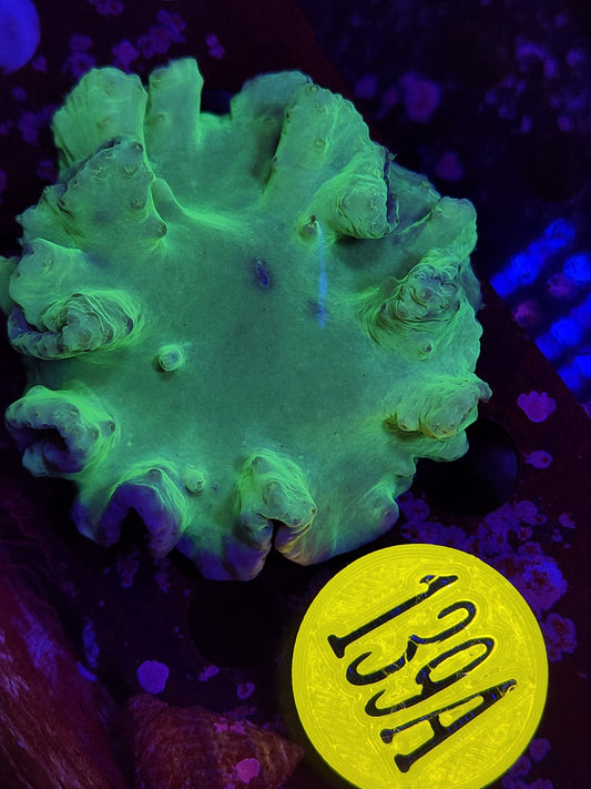 Cabbage Coral WYSIWYG!