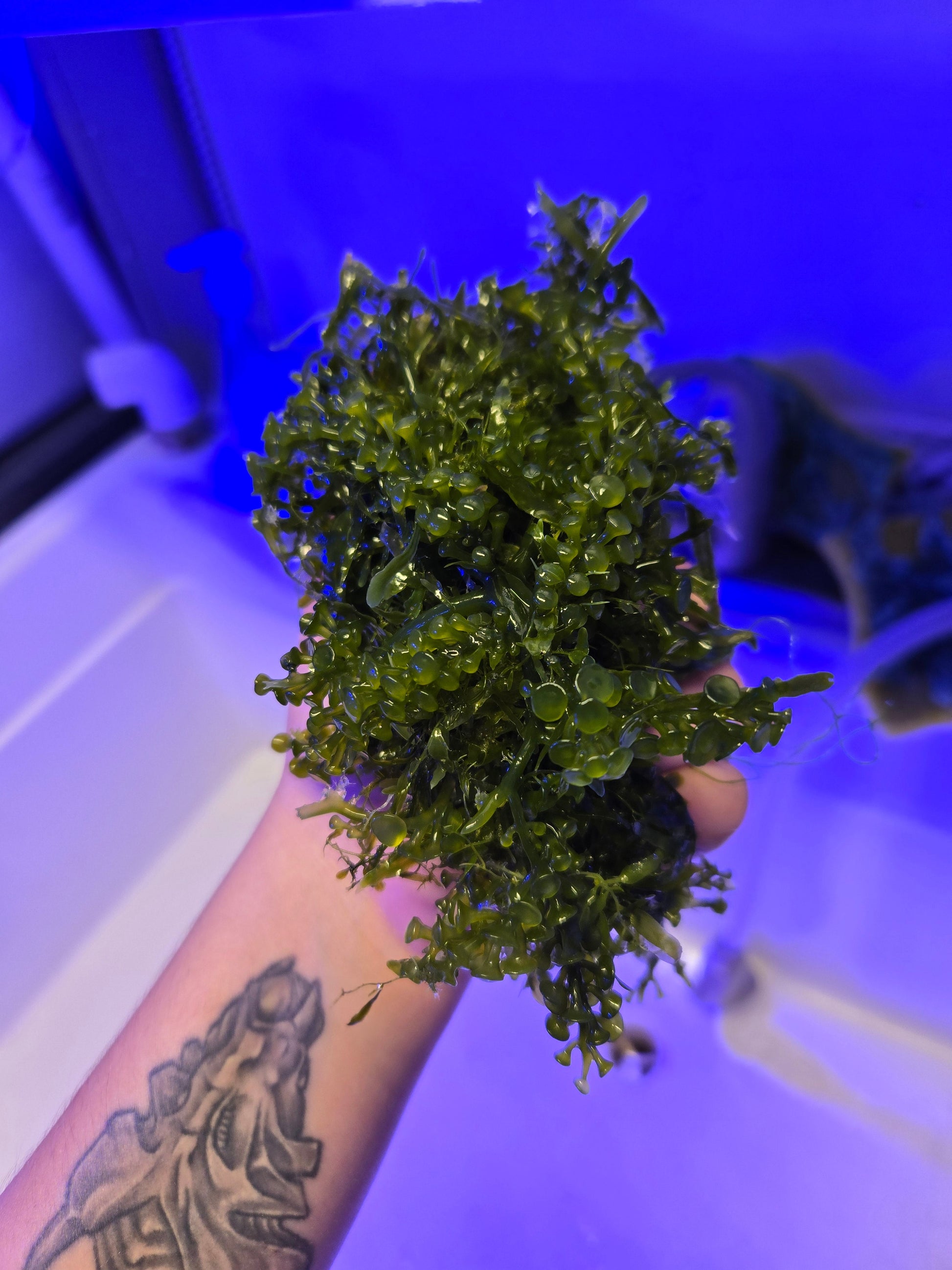 Caulerpa Macroalgae
