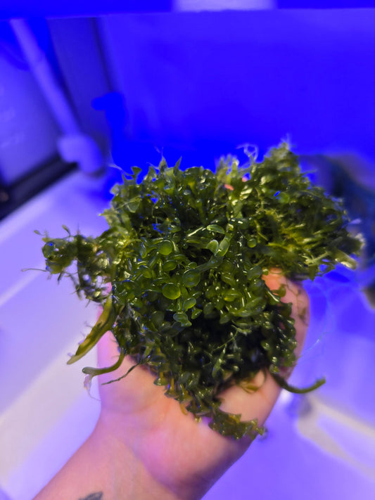 Caulerpa Macroalgae