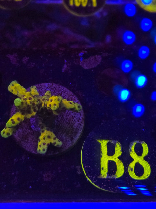 CB The Thing Anacropora WYSIWYG!