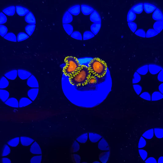 CC Glitches Zoa Frag WYSIWYG