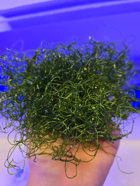 Chaeto Macroalgae