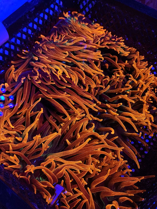 Chicago Sunburst Anemone