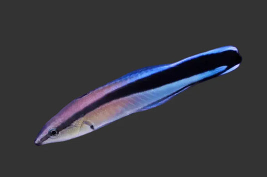 Cleaner Wrasse (2-3’’)