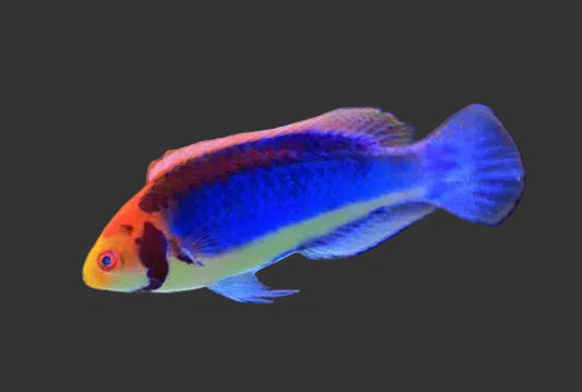 Clown Fairy Wrasse (2-3’’)