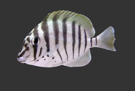 Convict Tang (2-3’’)