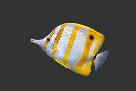 Copperband Butterfly Fish (3-4’’)